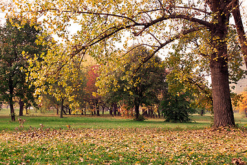 Image showing Autumn park