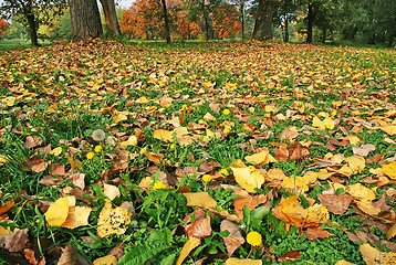 Image showing Autumn ground