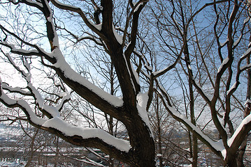 Image showing Winter branch