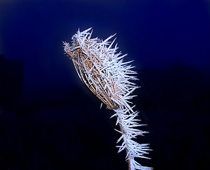 Image showing Dry frozen plant