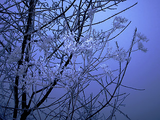Image showing Frozen branch