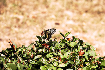 Image showing Butterfly