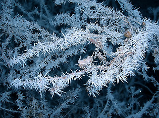 Image showing Frozen branch