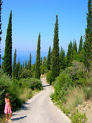 Image showing way between cypresses