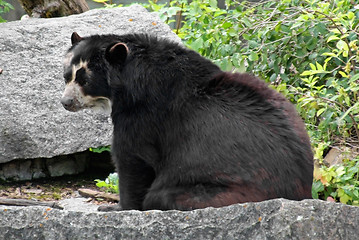 Image showing Andean Bear