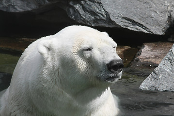 Image showing Polar Bear