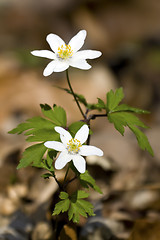 Image showing Anemone