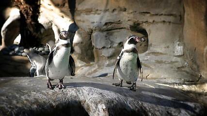 Image showing Humboldt Penguin