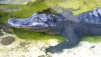 Image showing American Alligator (4904)