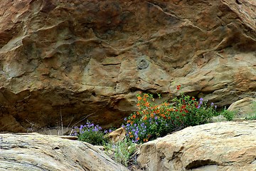 Image showing Wildflowers (6349)