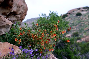 Image showing Wildflowers (6353)
