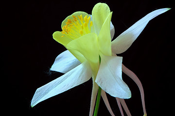 Image showing Aquilegia