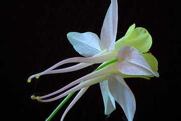 Image showing Aquilegia