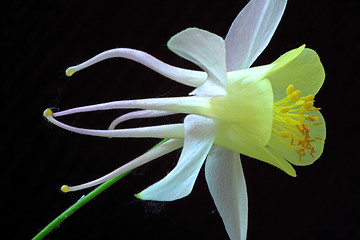 Image showing Aquilegia