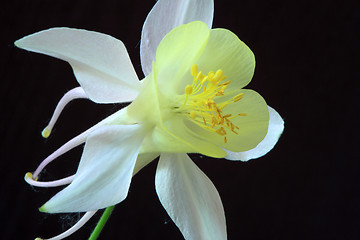 Image showing Aquilegia