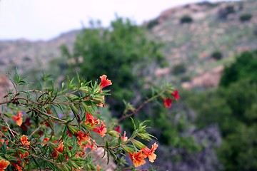 Image showing Wildflowers (6356)