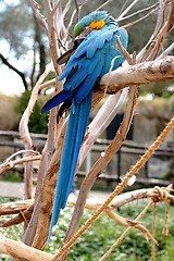 Image showing Blue And Gold Macaw (4808)