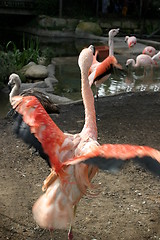 Image showing Chilean Flamingo (4908)