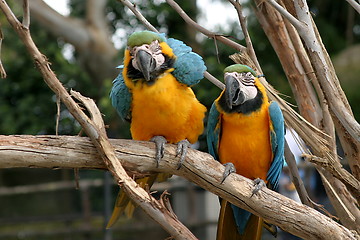 Image showing Blue And Gold Macaw (4816)