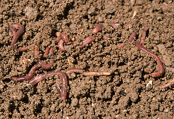 Image showing composting garden worms