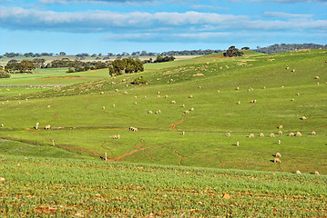 Image showing sheep in the field