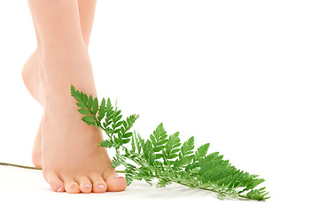 Image showing female feet with green leaf