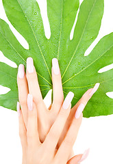 Image showing female hands with green leaf