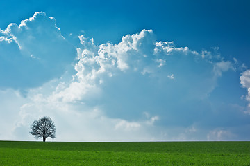 Image showing lonely tree