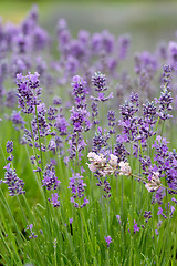 Image showing Lavender