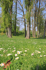 Image showing Summer landscape