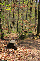 Image showing Summer landscape