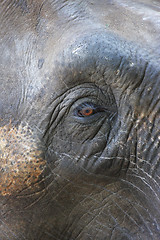 Image showing Potrait of an Elephant