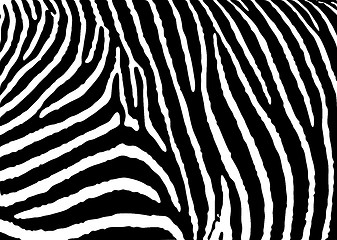 Image showing zebra pattern large