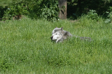 Image showing Resting Wolf