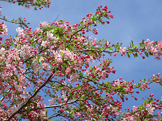 Image showing Flowering Tree