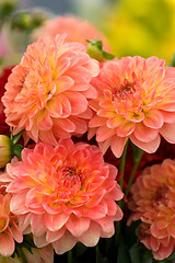 Image showing Orange chrysanthemums