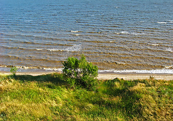 Image showing tree on a seashore 