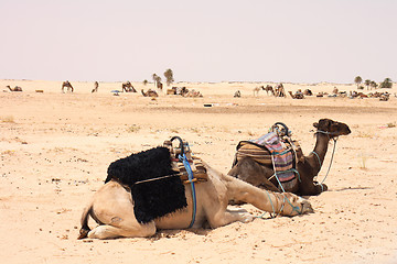 Image showing camels