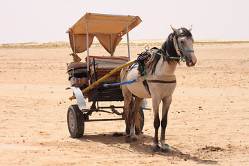 Image showing horse in desert