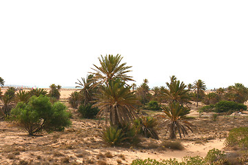 Image showing plants in the desert 