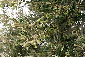 Image showing olive tree