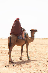 Image showing camel