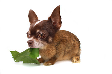 Image showing rabbit or chihuahua