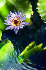 Image showing Waterlily