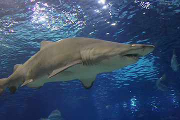Image showing shark 
