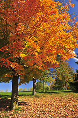 Image showing Autumn maple tree