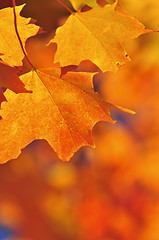 Image showing Fall maple leaves