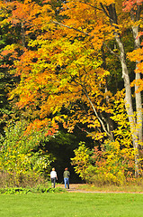 Image showing Autumn maple tree