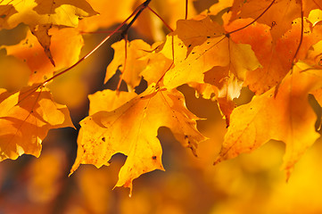 Image showing Fall maple leaves