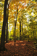 Image showing Fall forest